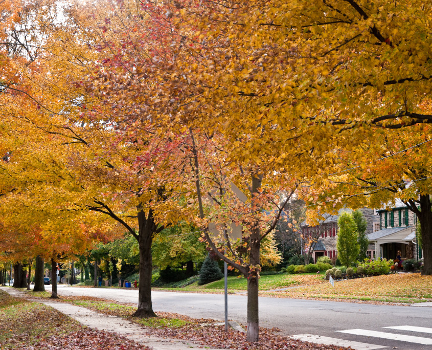 Street Trees