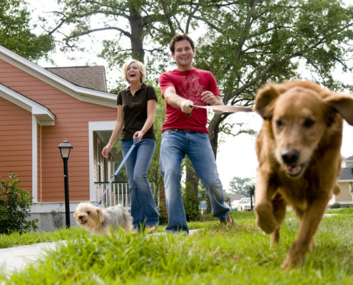 Couple walking dog