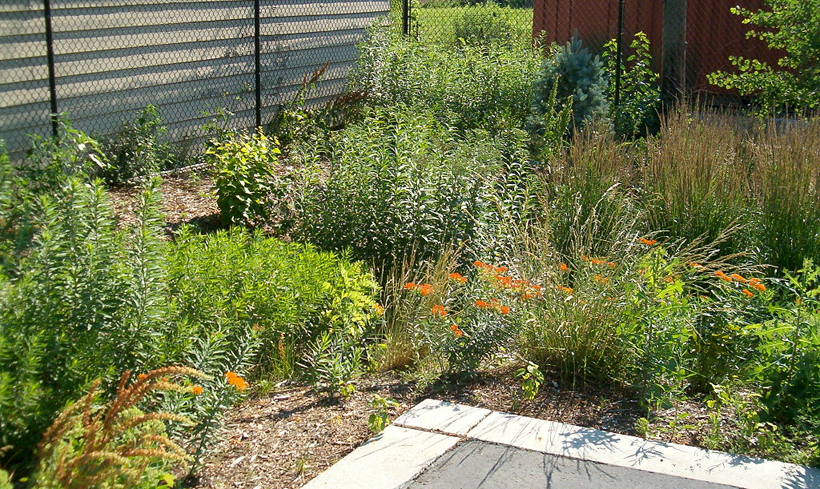 rain gardens in parks can help with MS4 compliance