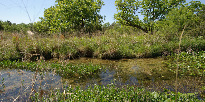 A riparian buffer protects water quality in the stream